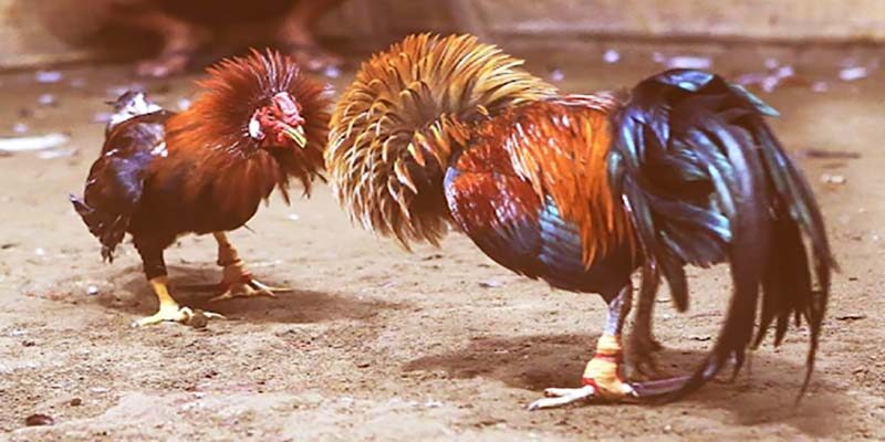 Tìm hiểu về sản phẩm đá gà tại Mu88