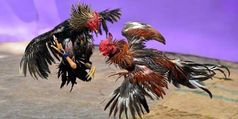 Tìm hiểu về sản phẩm đá gà tại Mu88