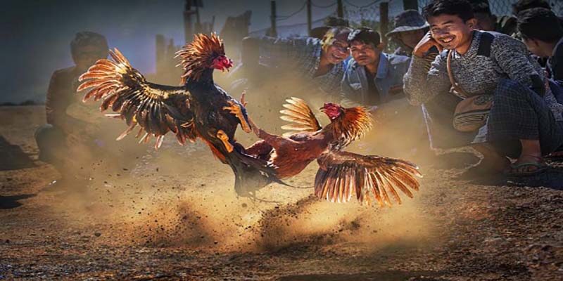 Tìm hiểu về sản phẩm đá gà tại Mu88